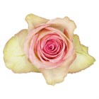 Роза-Rosa-Esperance-60cm-TA a098cf3d-122f-11f1-0a80-0b1e00139f92