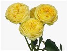 Роза куст-Rosa sp-Catalina-60cm-CN a163c2dc-482e-11f0-0a80-11bc0035360f