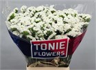 Лимониум-Limonium-S Frost Wings-80cm-45gr a1c212be-29b7-11f1-0a80-1bd20034f15c