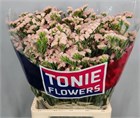 Лимониум-Limonium-S Sweet Apricot+-80cm-70gr a1c5728e-29b7-11f1-0a80-1bd20034f15f