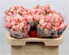 Роза куст-Rosa sp-Madam Bombastic-60cm a1dd5004-29e7-11f1-0a80-138c0026f1a9