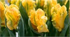 Тюльпан-Tulip-Pa Gold Race-44cm-60gr a260ca1f-29b7-11f1-0a80-1bd20034f20d