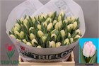 Тюльпан-Tulip-Du Foxtrot-36cm-40gr a27e3442-29b7-11f1-0a80-1bd20034f21d