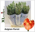 Тюльпан-Tulip-Pa Avignon Parrot-55cm-65gr a28119bb-29b7-11f1-0a80-1bd20034f220