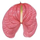 Антуриум (Anthurium) A Caribo a511d46b-5030-11f1-0a80-064000070f56
