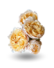 Роза куст-Rosa sp-Julieta Honey-50cm-RS a711fe24-14be-11f1-0a80-0d68000f1f59