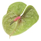 Антуриум (Anthurium) A Pistache a8d8d1d3-4bc1-11f1-0a80-014b002daeed