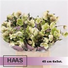 Хеллеборус-Helleborus-Magnific Bells--50cm b25c6b78-3580-11f1-0a80-16fa0016c134