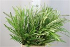 Гревиллея-Grevillea Ivanhoe 60cm-GW b4cfcf4d-3711-11f1-0a80-17be002a46fd