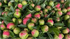 Пион-Peony-Pink Hawaii-70cm-BS b691074b-2c12-11f1-0a80-0d89000f6060