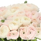 Ранункулус-Ranunculus-Cloni Hanoi-BS b696ee4c-2c12-11f1-0a80-0d89000f6063