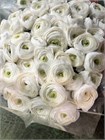 Ранункулус-Ranunculus-Cloni White-BS b69fb0c3-2c12-11f1-0a80-0d89000f6069