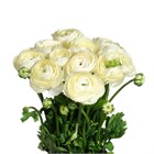 Ранункулус-Ranunculus-Cloni Comedia-BS b6a52255-2c12-11f1-0a80-0d89000f606c