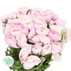 Ранункулус-Ranunculus-Cloni Nebbia-BS b6aab299-2c12-11f1-0a80-0d89000f606f