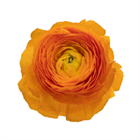 Ранункулус-Ranunculus-Cloni Mandarine-BS b6af4a4e-2c12-11f1-0a80-0d89000f6072