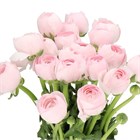 Ранункулус-Ranunculus-Cloni Pink-BS b6c79299-2c12-11f1-0a80-0d89000f6081