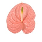 Антуриум (Anthurium) A Kuduro b72ca09c-5030-11f1-0a80-02d10006a9e5