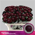 Хризантема одн-Chrysant Gr-Poker-70cm/75gr b9140979-1407-11f1-0a80-00d30015f031