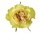 Роза-Rosa-Dynamic-60cm-QA b96169d0-2cc4-11f1-0a80-0b740011b2ee