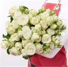 Роза куст. Мисс Бомбастик 60см (Россия) b9bf5ee9-20f0-11f1-0a80-00fd0028511c