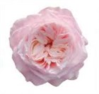 Роза-Rosa-Yuyi Gardens-40cm-JR bb261580-2cc4-11f1-0a80-0b740011b344