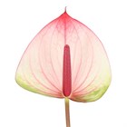 Антуриум (Anthurium) A Max Elegan bfa331b0-5030-11f1-0a80-07580006938d