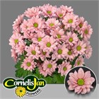 Хризантема куст-Chrysant Tr-Resq Salmon-70cm/95gr bfebc7b1-132a-11f1-0a80-13fc00145e99