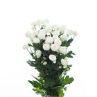 Хризантема куст-Chrysant Tr-Newton-70cm/80gr c060b566-3581-11f1-0a80-007100174f84