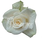 Роза-Rosa-Vendela-60cm--QA c0cd2f60-3c9c-11f1-0a80-1baf002fc12b
