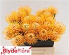 Леукоспермум-Leucospermum-Soleil--50cm c137a77f-3580-11f1-0a80-03060016e87a