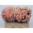 Роза куст-Rosa tr-Fancy-60cm c465ab61-29eb-11f1-0a80-1bd000285ae3