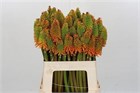 Книпхофия-Kniphófia-Eycone Peach-60cm c5c883a1-3fd9-11f1-0a80-1126001acbca
