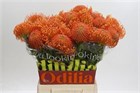 Леукоспермум-Leucospermum-Ayoba Ora Zest-50cm c5d9fe9d-3fd9-11f1-0a80-1126001acbcd