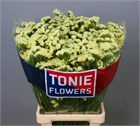 Лимониум-Limonium-S Starlight Wing-80cm-65gr c5ddcd4e-3fd9-11f1-0a80-1126001acbd0