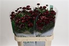 Ранункулус-Ranunculus-Magical Chocolate-70cm-200gr c5f6e4d6-3fd9-11f1-0a80-1126001acbe4