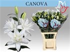 Лилия-Lilium-Or Du Canova-75cm c67542b6-3fd9-11f1-0a80-1126001acbf8