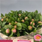 Пион-Paeonia-S Salmon Saucer-55cm c6817b29-3fd9-11f1-0a80-1126001acbfb