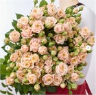 Роза куст. Пич Йо-Йо 60см (Россия) c82c21ad-4c63-11f1-0a80-144f0032aff6