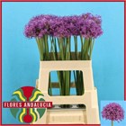 Аллиум-Allium-Gladiator--80cm c98d8af6-3375-11f1-0a80-09ec0000a37d