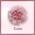 Гвоздика ST-Dianthus ST-Cute-FC cc7b1253-28ea-11f1-0a80-054f000ea547