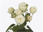 Роза куст-Rosa sp-Princess Bombastic-50cm-Si d27876dd-2c16-11f1-0a80-1bd200b5f936