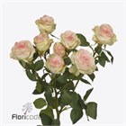 Роза куст-Rosa sp-Sweet Giselle-53cm-Ti d2a4115b-2c16-11f1-0a80-1bd200b5f939