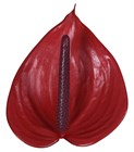 Антуриум-Anthurium-Cerato d750a1a3-3a37-11f1-0a80-131500077fa4