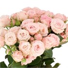 Роза куст-Rosa sp-Pink Majolika-53cm-Ti d81a4cc3-4ea6-11f1-0a80-17ce00169316