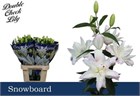 Лилия-Lilium-Or Du Snowboard-/90cm d8cce639-14cc-11f1-0a80-103d0021ba22