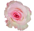 Роза-Rosa-Mandala-60cm-QA dcefa12f-40b1-11f1-0a80-11260051db35