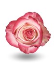 Роза-Rosa-Paloma-60cm-QA dcfb7072-40b1-11f1-0a80-11260051db38