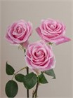 Роза-Rosa-Rosita Vendela-60cm-QA dd01d022-40b1-11f1-0a80-11260051db3b