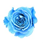Роза-Rosa-Serendipity-50cm-BA dd2fa48d-40b1-11f1-0a80-11260051dbab
