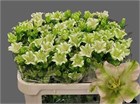 Кампанула-Campanula-M Evergr S Pink-70cm de86b4be-4ead-11f1-0a80-17ce001af3da